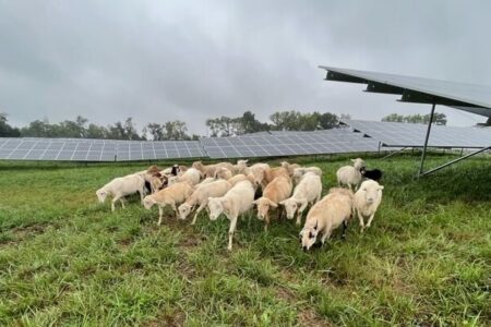 Agrivoltaics: It’s a squeal! Sheep and pigs are saving money by managing vegetation